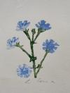 Geyer, 'Kornblumen' :
