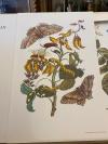 Merian, Maria Sibylla Merian : Metamorphosis Insectorum Surinamensium :